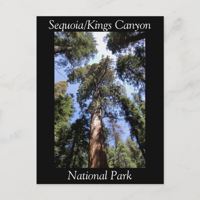 Cartão postal do Parque Nacional Sequoia Kings Can (Frente)