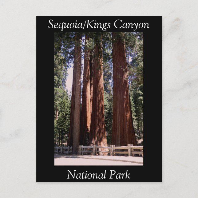 Cartão postal do Parque Nacional Sequoia Kings Can (Frente)