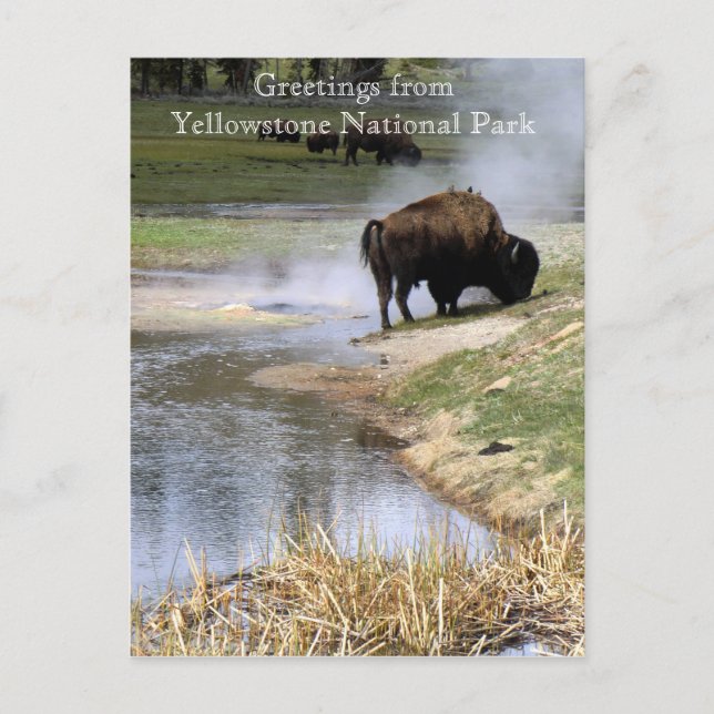 Cartão postal do Parque Nacional Yellowstone (Frente)