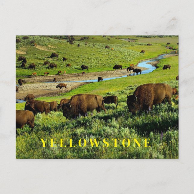 Cartão postal do Parque Nacional Yellowstone (Frente)