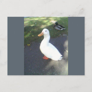 Cartão postal do pato branco Spalding
