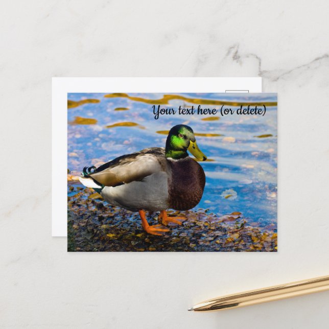 Cartão postal do pato-real (Frente/Verso In Situ)