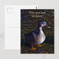 Cartão postal do pato-real