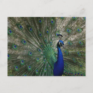 Cartão Postal do Pavão