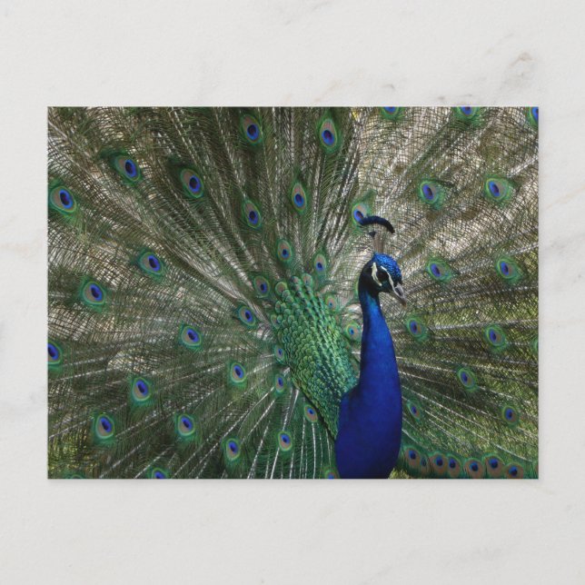 Cartão Postal do Pavão (Frente)