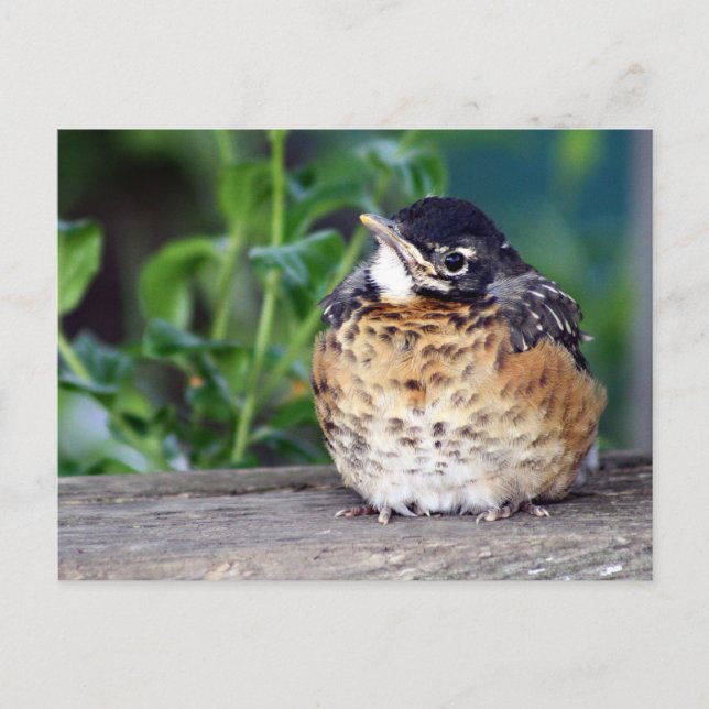 Cartão Postal do Peito Vermelho do Robin (Frente)