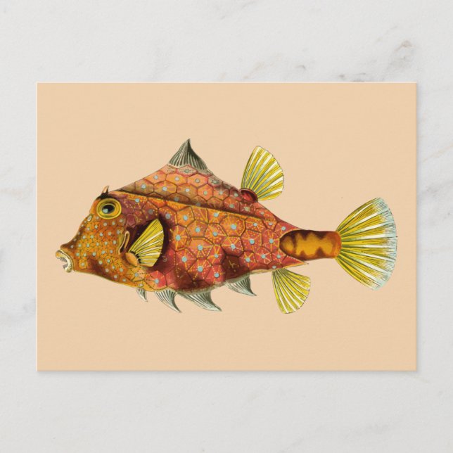 cartão postal do peixe (Frente)