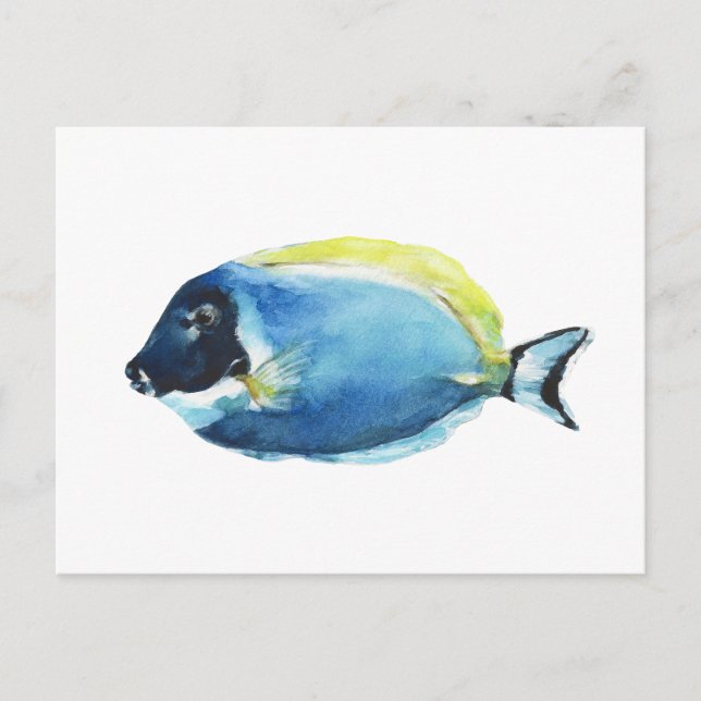 Cartão postal do peixe Powder Blue Tang (Frente)