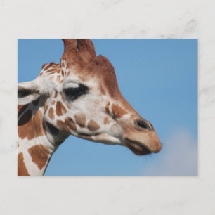 Cartão postal do perfil Giraffe