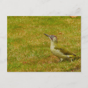 Cartão Postal do Pica-Pau-Verde