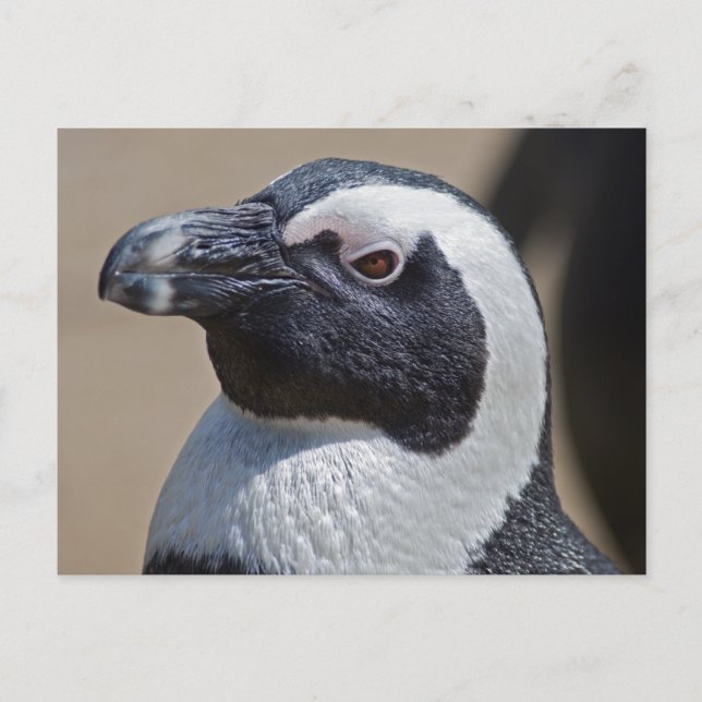 Cartão Postal do Pinguim Africano (Frente)