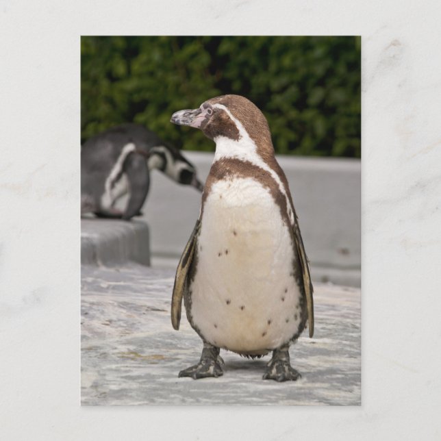 Cartão Postal do Pinguim-de-Magalhães Marrom (Frente)