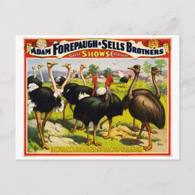 Cartão postal do poster vintage de ostrich circus  (Frente)