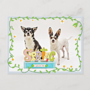 Cartão Postal do primavera Chihuahua