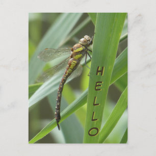 Cartão postal do Primavera Hawker Dragonfly HELLO