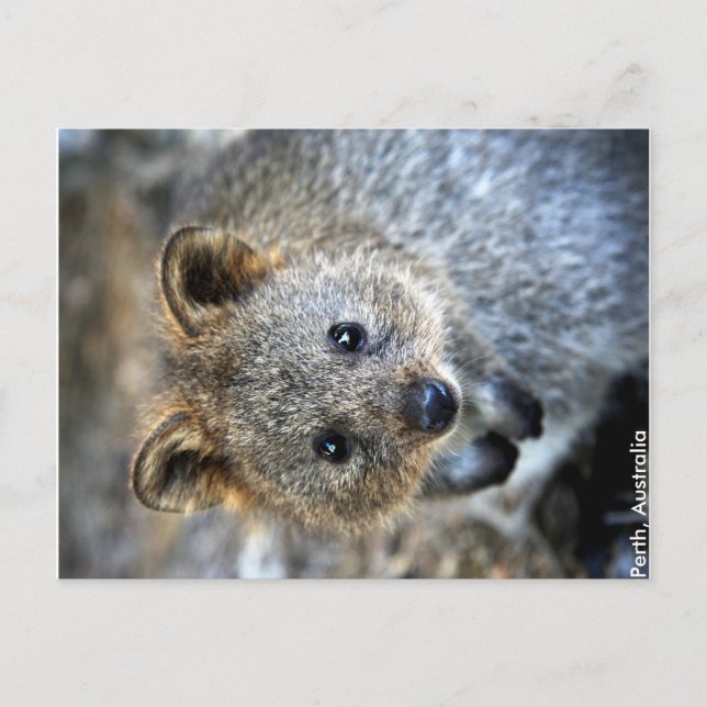 Cartão Postal do Quokka Austrália Ocidental (Frente)