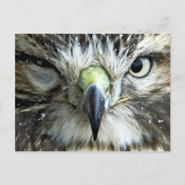 Cartão postal do raptor (Frente)