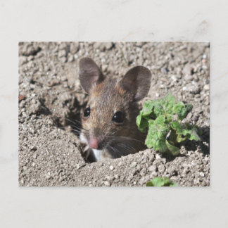 Cartão postal do rato de madeira