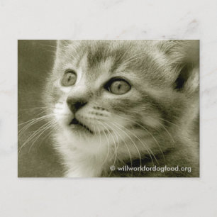 Cartão postal do rato observando um pássaro