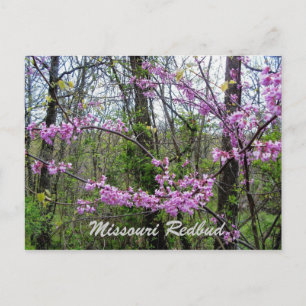 Cartão postal do Redbud Missouri