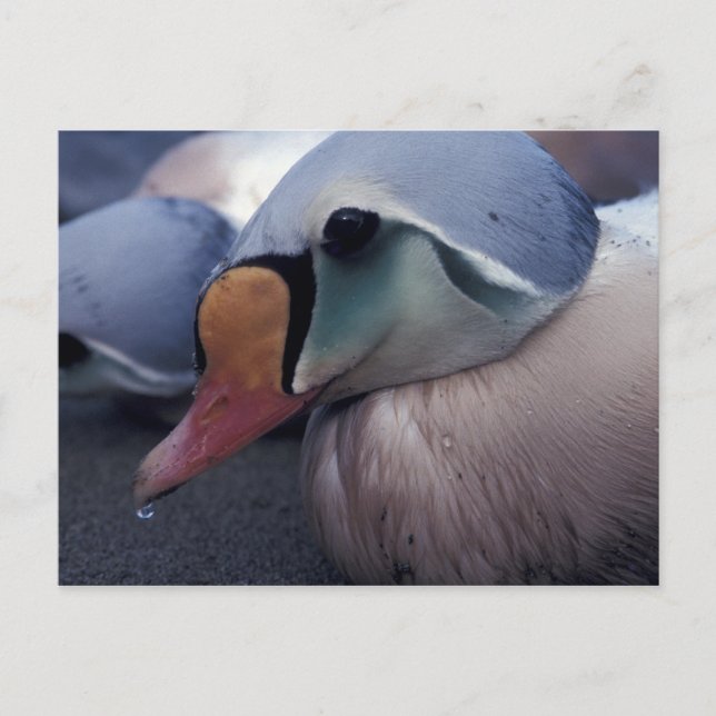 cartão postal do rei eider (Frente)