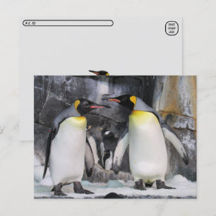 Cartão postal do Rei Pinguins
