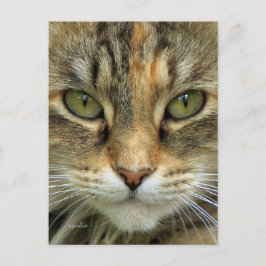 Cartão postal do retrato do gato malhado