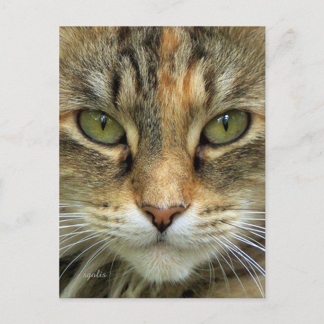 Cartão postal do retrato do gato malhado (Frente)