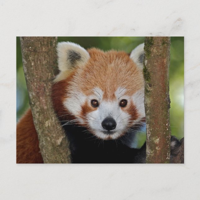 Cartão postal do retrato do Panda (Frente)