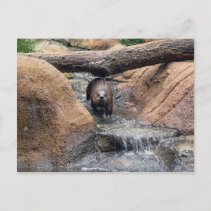 Cartão postal do rio Otter