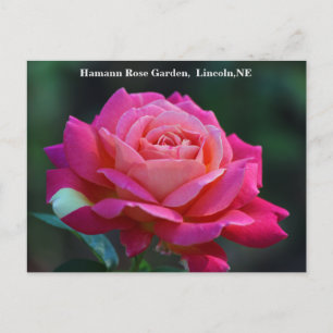 Cartão postal do Rosa de Paz de Chicago HRG 500n 2