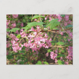 Cartão postal do rosa de Pokey no parque