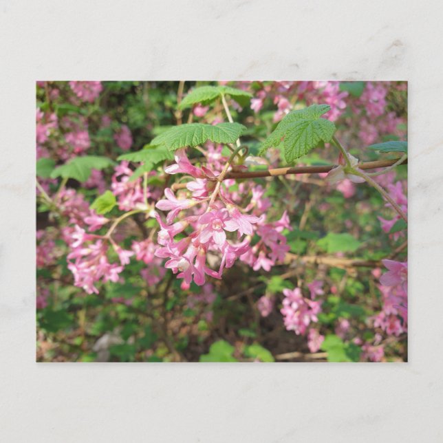 Cartão postal do rosa de Pokey no parque (Frente)