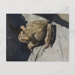 cartão postal do sapo