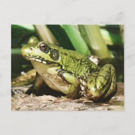 cartão postal do sapo