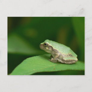 Cartão postal do sapo-arbóreo cinzento.