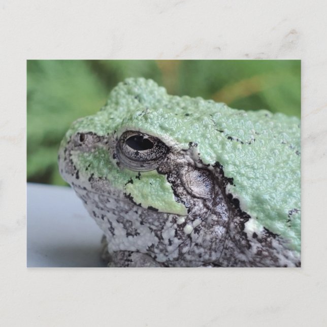 Cartão postal do Sapo de árvore (Frente)