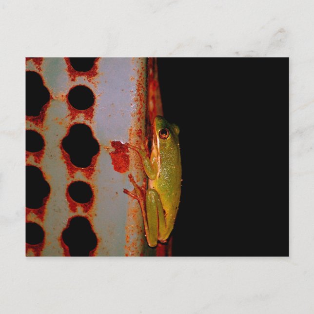 Cartão postal do Sapo de árvore (Frente)