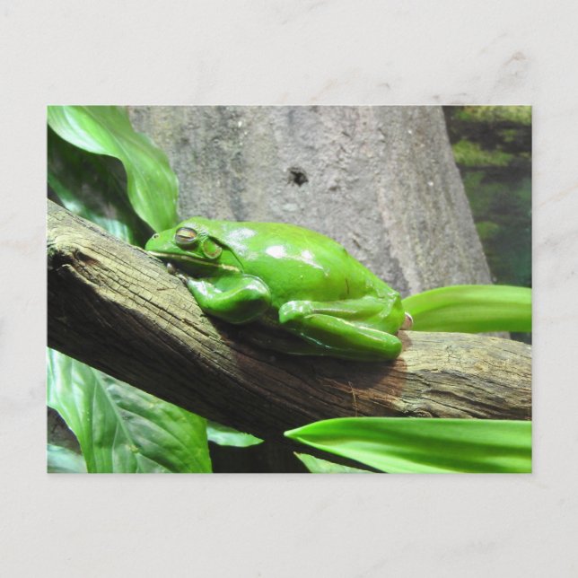 Cartão postal do Sapo de árvore (Frente)