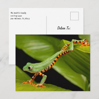 Cartão Postal do Sapo de Árvore Perna de Tigre Mac