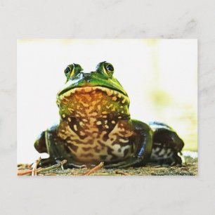Cartão postal do sapo-touro americano posando