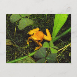 Cartão postal do sapo venenoso Orange terribilis