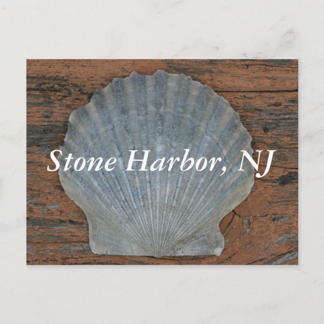 Cartão postal do Shell Stone Harbor Scallop (Frente)