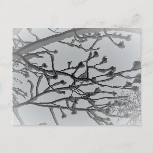 Cartão postal do sonho de inverno (Frente)