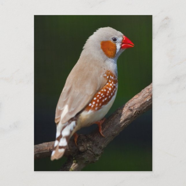 Cartão postal do Sr. Finch (Frente)