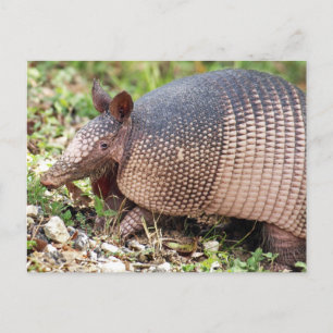 Cartão postal do Texas Armadillo nº 3