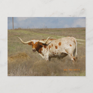 Cartão postal do Texas Long Horn