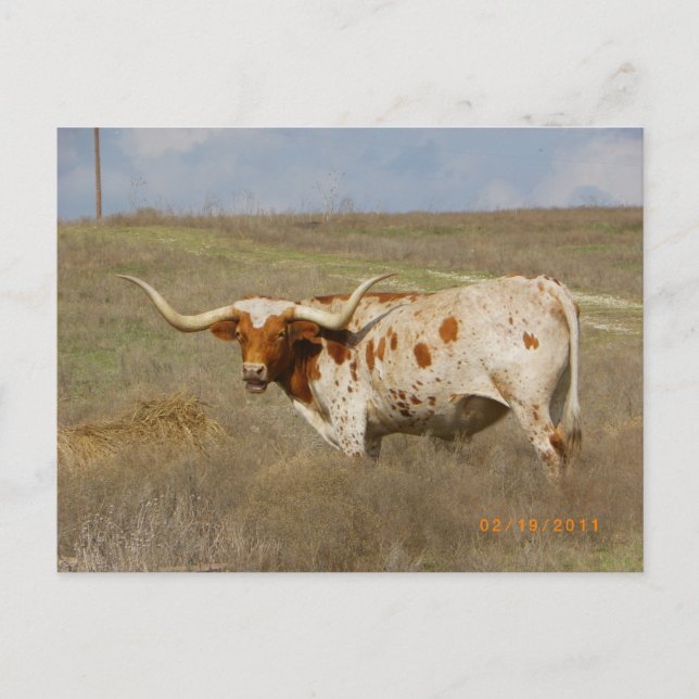 Cartão postal do Texas Long Horn (Frente)