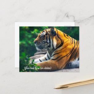 Cartão Postal do Tigre de Amur