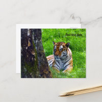 Cartão postal do tigre de Amur